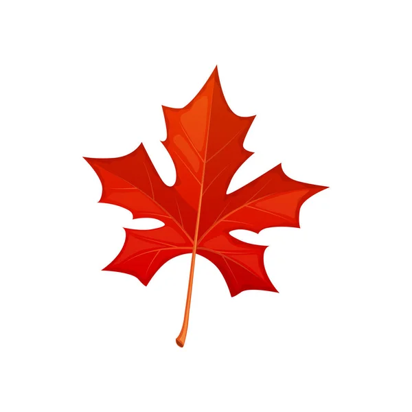 Autumn Maple Red Leaf Vector Icon Fallen Tree Foliage Bright — Stock Vector