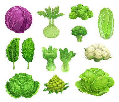 Çizgi film vektörü lahanası, karnabahar sebzesi, taze çiftlik yemeği. Yeşil ve kırmızı lahana, marul, brokoli ve kohlrabi, lahana, brussel lahanası ve romanesco, bok choy ve savoy lahanası.