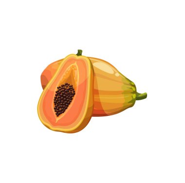 Papaya meyvesi, vektör taze tropikal bitki. Tamamen izole edilmiş, yarı doğal egzotik meyve sulu sarı hamurlu ve tohumlu. Olgun sağlıklı organik ürün, beyaz arkaplanda tasarım için çizgi film elemanı