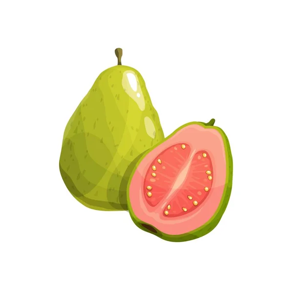 Guava Fruit Vector Verse Tropische Plant Hele Half Natuurlijke Exotische — Stockvector