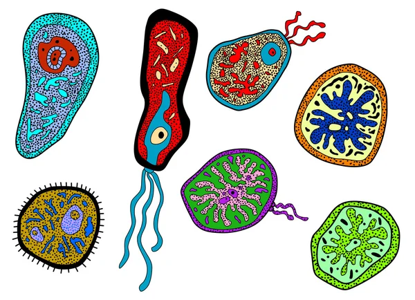 Barevná sada amebas, améby, mikrobů a bakterií — Stockový vektor