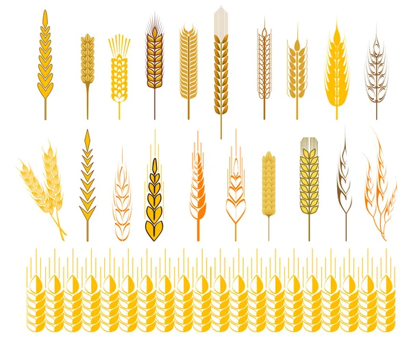 Orejas de trigo y cereales símbolos — Vector de stock