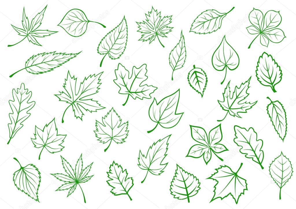 Green leaves set in outline style