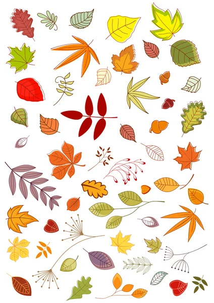 Autumn leaves and inflorescences — Stock Vector