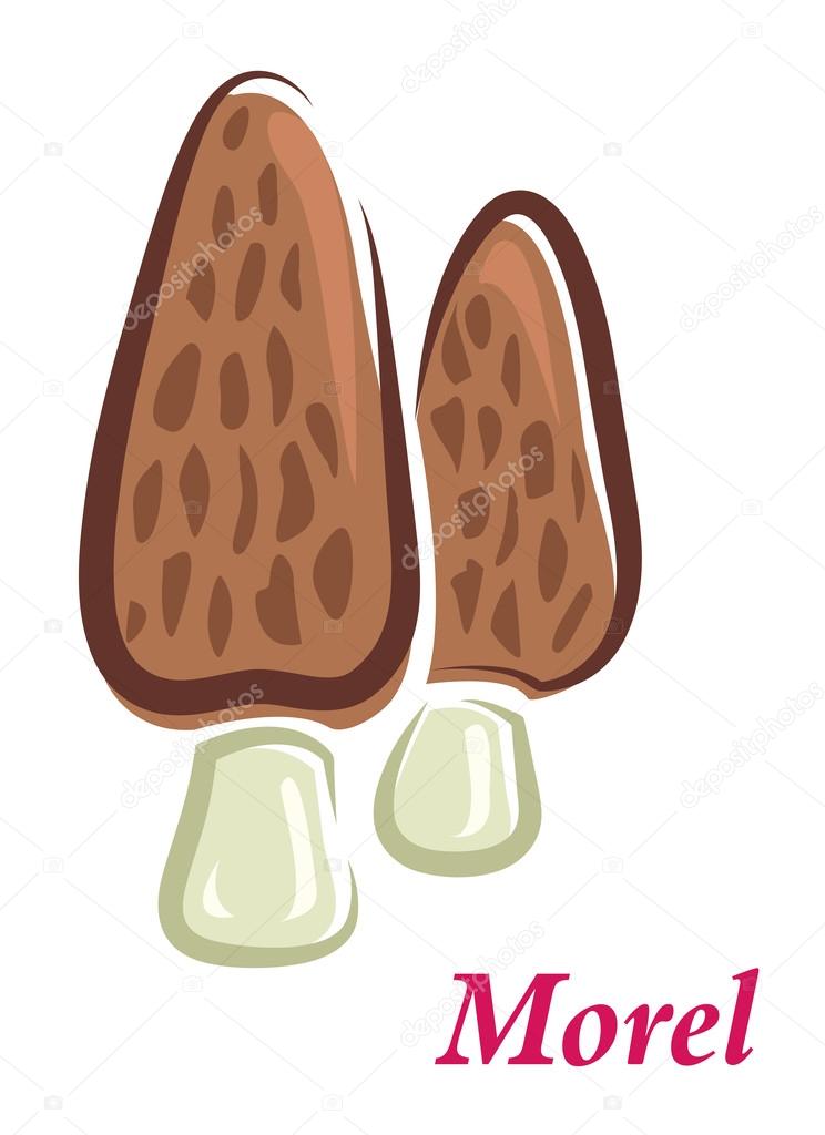 Morel mushrooms — Stock Vector © Seamartini 55311769