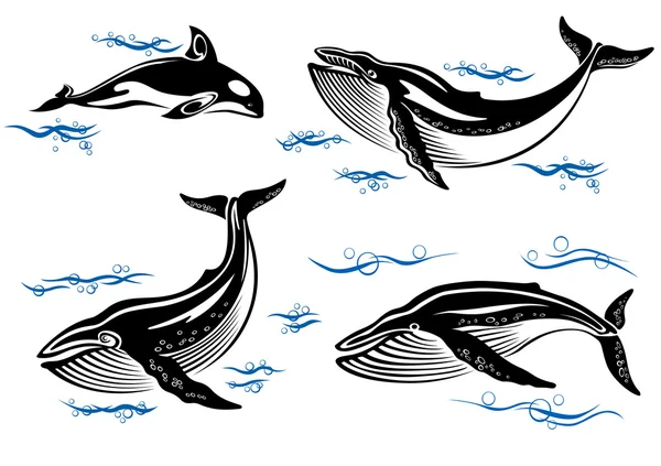 Baleias marinhas dos desenhos animados — Vetor de Stock