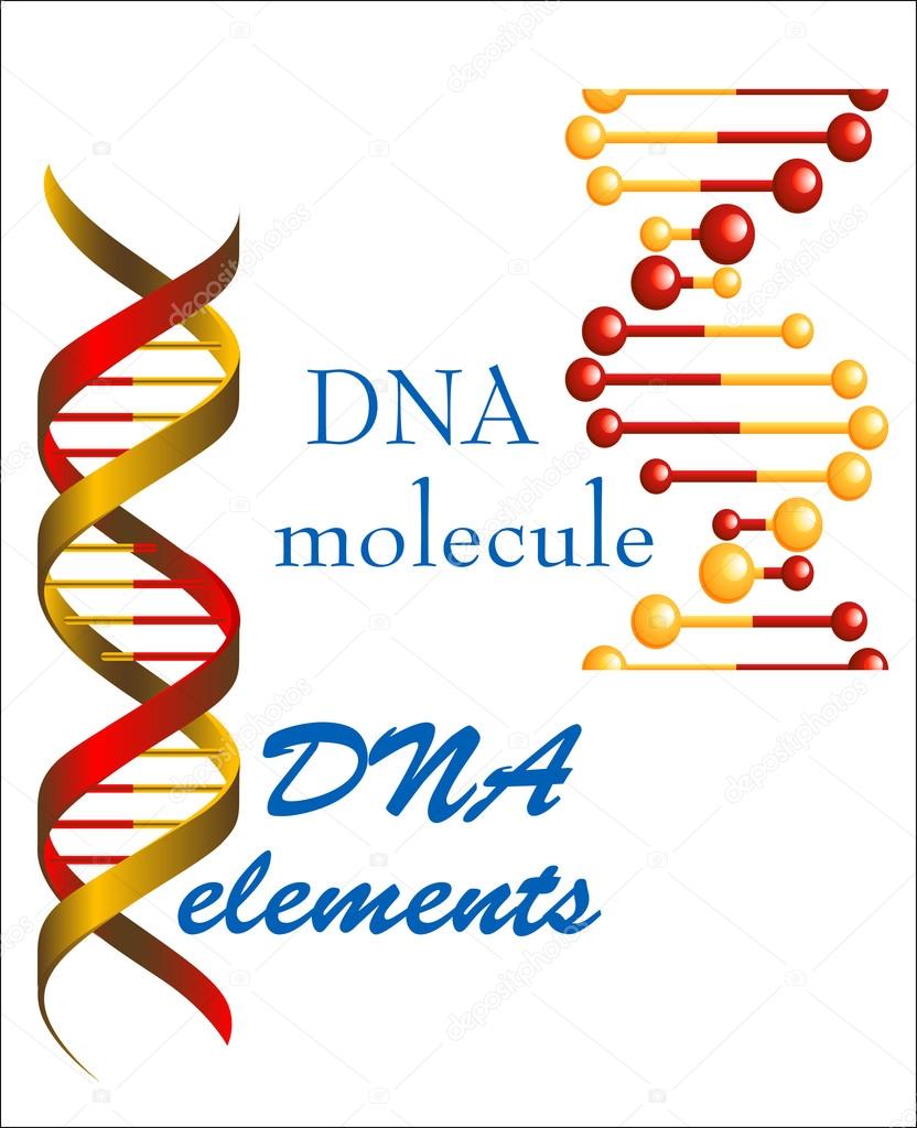 DNA molecule and elements symbols for medicine, genetics and biology concept or design