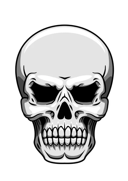 Grijze menselijke schedel op wit — Stockvector