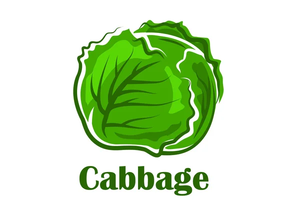Cabbage vegetable with crunchy green leaves — Stock Vector