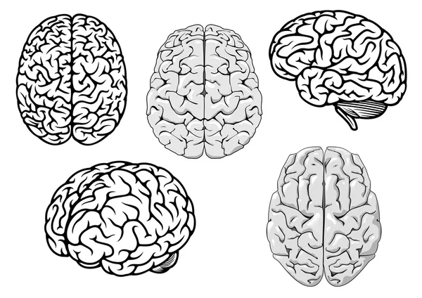 Cerebros humanos de dibujos animados en blanco y negro — Archivo Imágenes Vectoriales