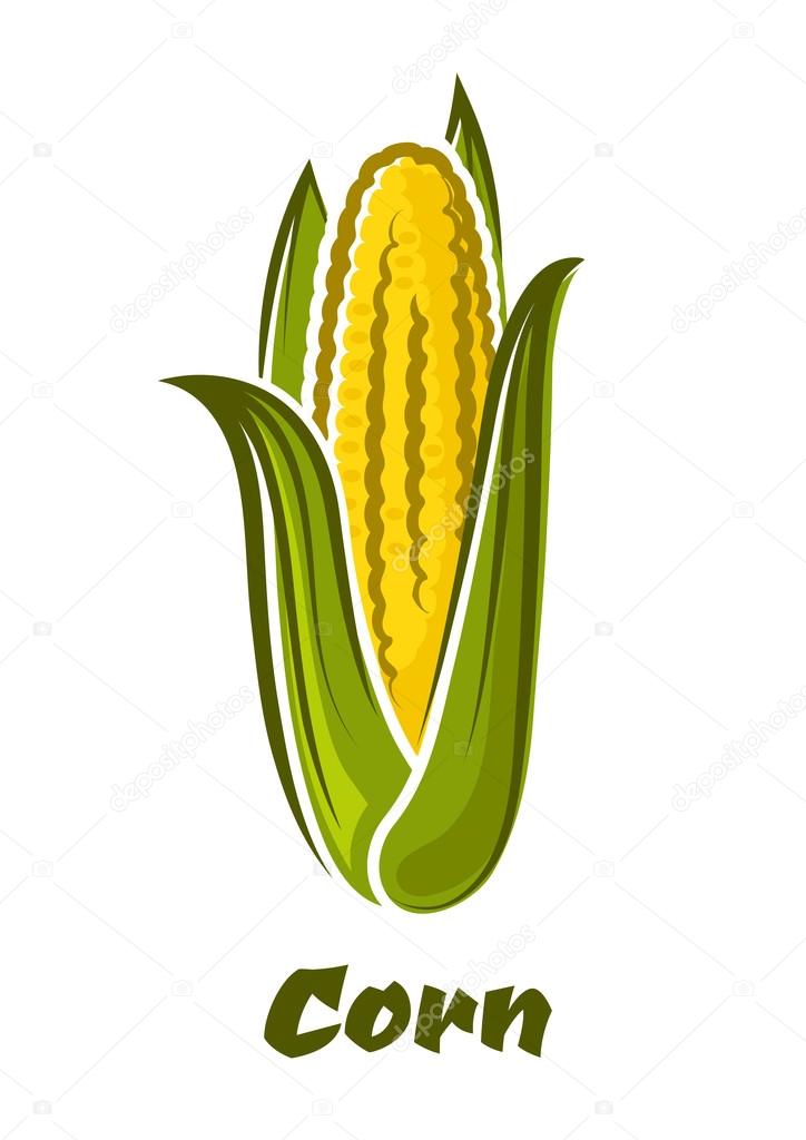 Cartoon yellow corn vegetable on the cob Stock Vector Image by ©Seamartini  #69566867