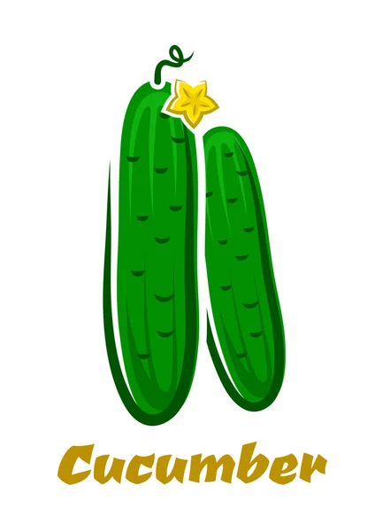 Fresh green farm cucumbers vegetables — Stock Vector