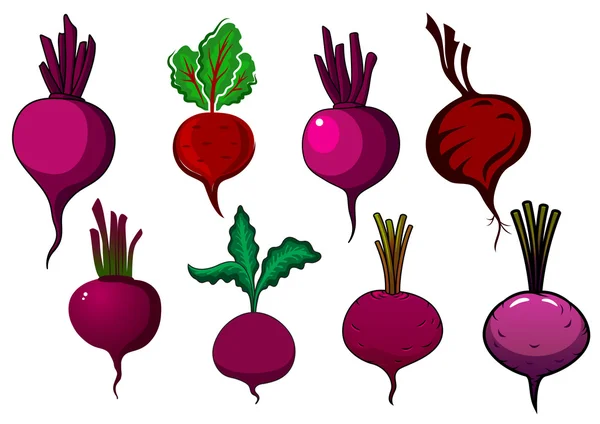 Remolacha morada verduras con tallos y hojas — Vector de stock