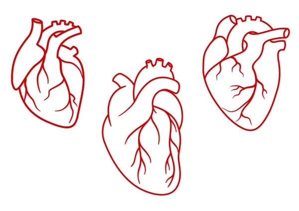 Iconos de corazones humanos en estilo de esquema — Vector de stock