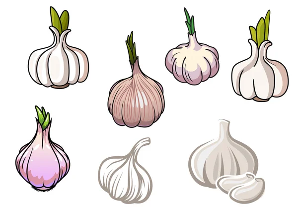 Set of isolated garlic vegetables — Stock Vector