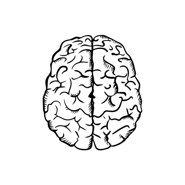 Human brain sketch in ouline style — Stock Vector