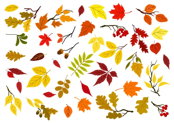 Hojas de otoño, bellotas y ramas de árboles — Archivo Imágenes Vectoriales