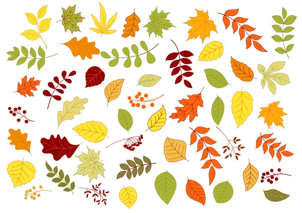 Autumnal leaves, herbs, seeds and berries — Stock Vector