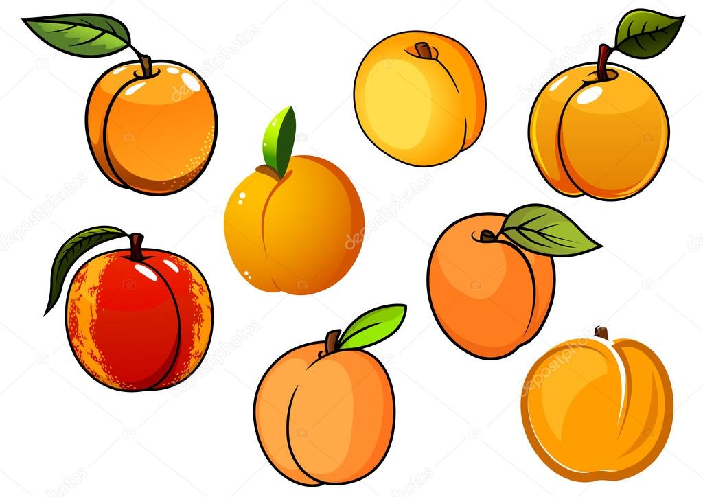 Isolated orange sweet apricots fruits