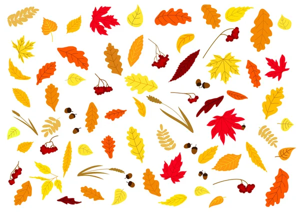 Autumnal leaves, herbs, acorns and berries — Stockvector