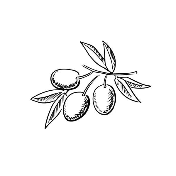 Hand drawn sketch of ripe olives — Stockvector