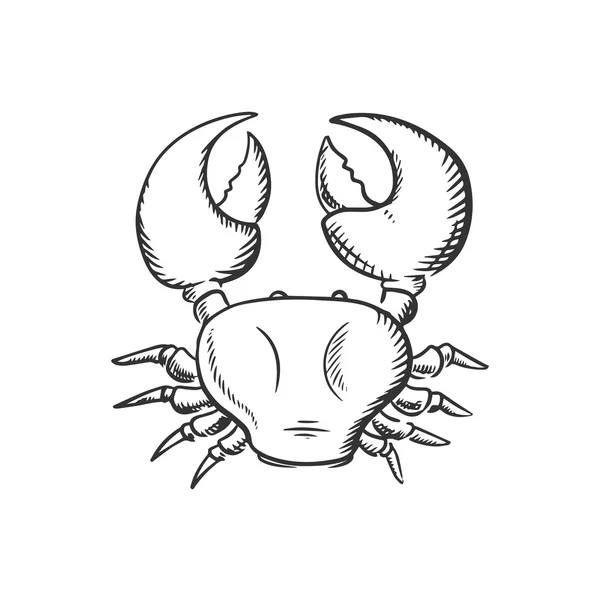 Croquis du grand crabe de l'océan — Image vectorielle