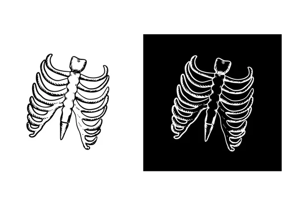 X-ray and skeleton of human rib cage — Stockový vektor