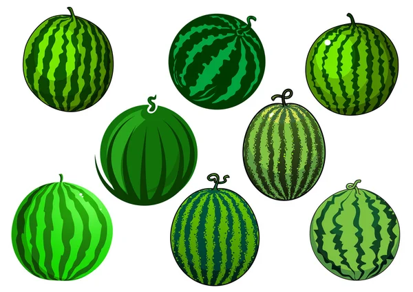Fresh green striped watermelons fruits — Stock Vector