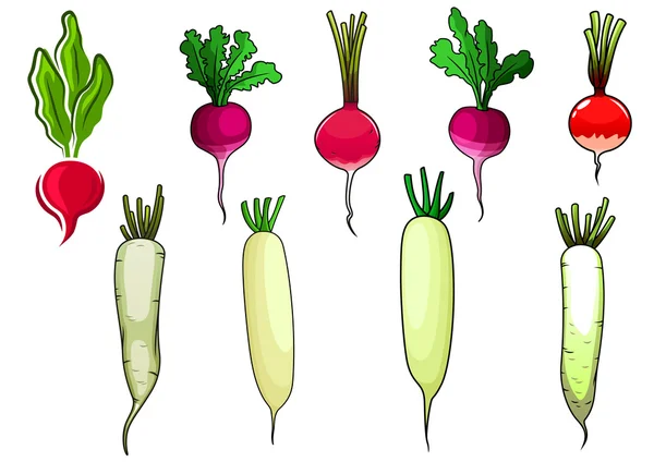 Red radishes and white daikon vegetables — Stockový vektor