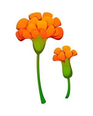Ölü bayram günü, Dia De Los Muertos marigold çiçeği. Ölüler Günü, Dia de Los Muertos karikatür vektör nesnesini kutluyor. Yeşil saplı Meksika bayramı çiçekleri