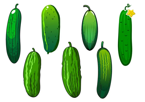 Verduras frescas de pepino verde espinoso — Vector de stock