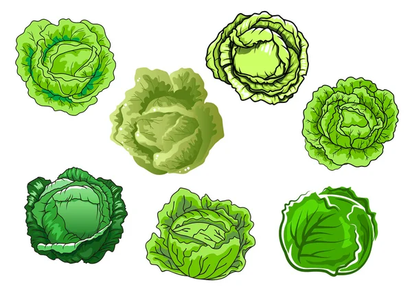 Fresh cabbage vegetables with sappy green leaves — Stockvector