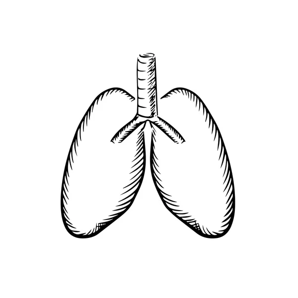 Esbozo de pulmones humanos con tráquea — Vector de stock