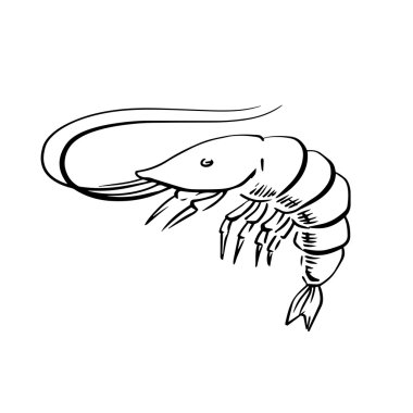 Fresh marine shrimp or prawn sketch
