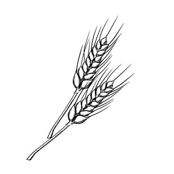 Sketch of wheat with ripe grains — 스톡 벡터