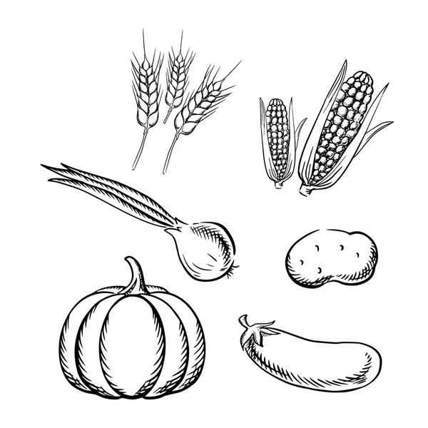 Vegetais de outono maduros e ícones de esboço de trigo — Vetor de Stock