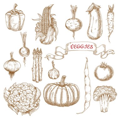 Farm egetables sketches from autumn harvest