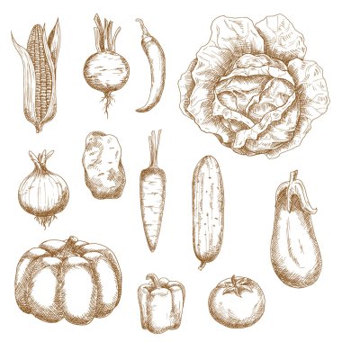 Isolated vegetables in retro sketched style