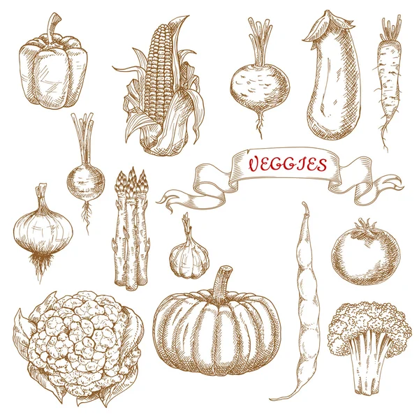 Farm egetables sketches from autumn harvest — Stock Vector
