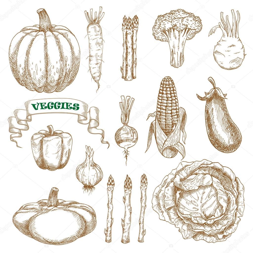 Garden and farm vegetables sketches set