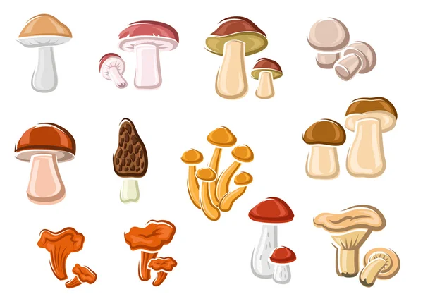 Ensemble de champignons comestibles de la délicatesse forestière — Image vectorielle