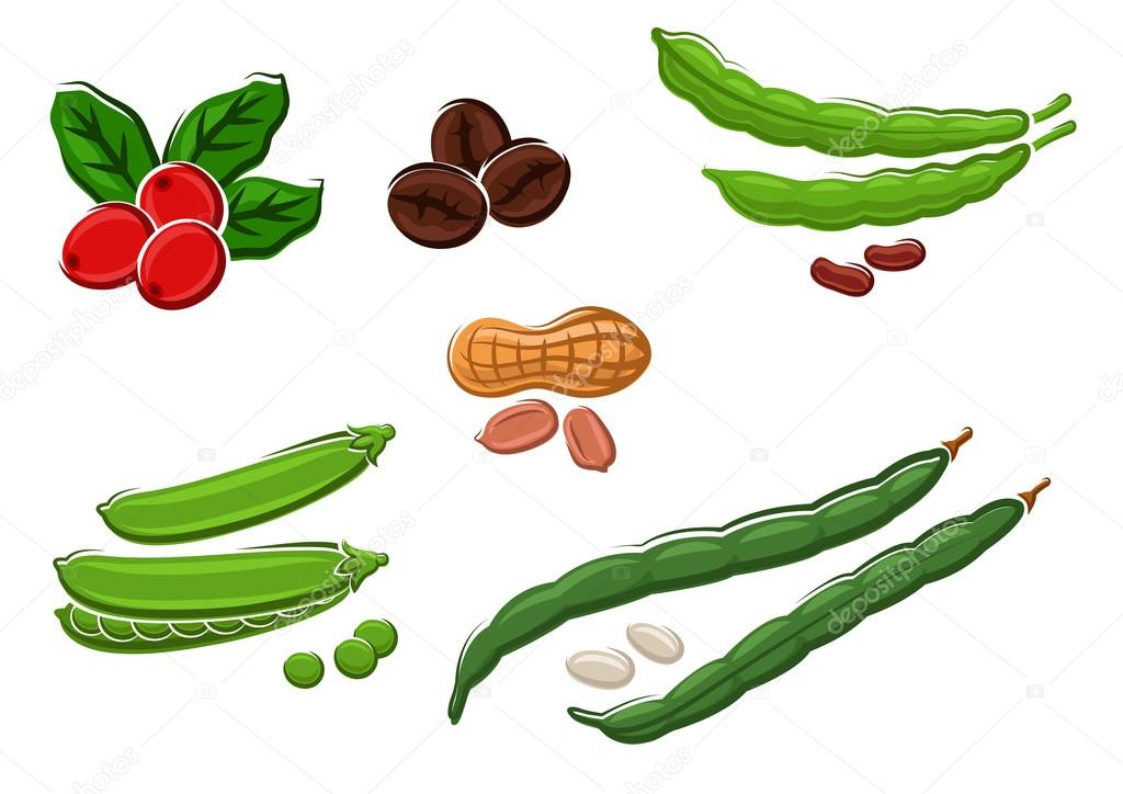 Assorted fresh cartoon legumes and nuts