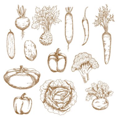 Sketch of healthy organic vegetables icons