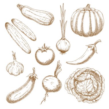 Fresh vegetables isolated sketches set