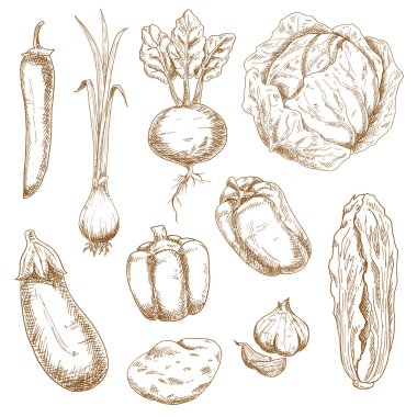 Sketch icons of farm and garden vegetables