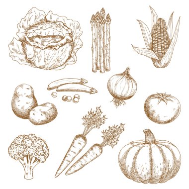 Hand drawn sketches of vegetables