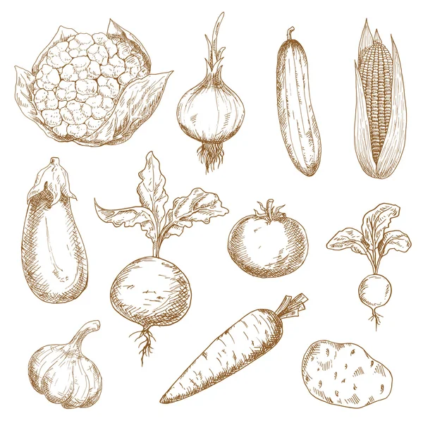 Fresh vegetables hand drawn sketches — Stock vektor