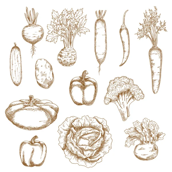 Sketch of healthy organic vegetables icons — Stock Vector