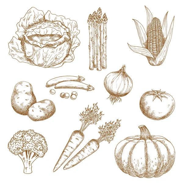 Handgezeichnete Skizzen von Gemüse — Stockvektor