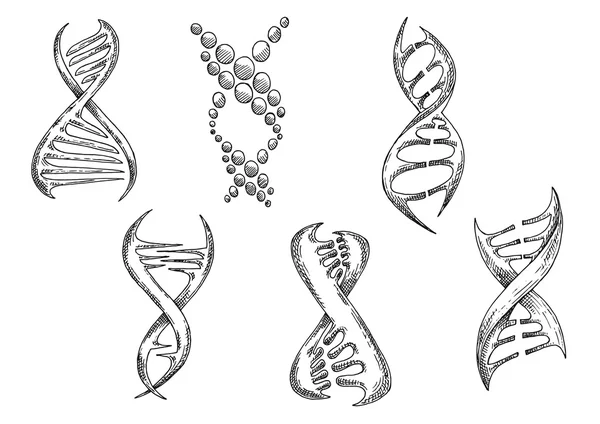 DNA models with double helices sketches — Stock Vector